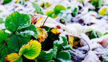 Winterising an Irrigation System