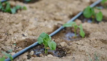 drip watering