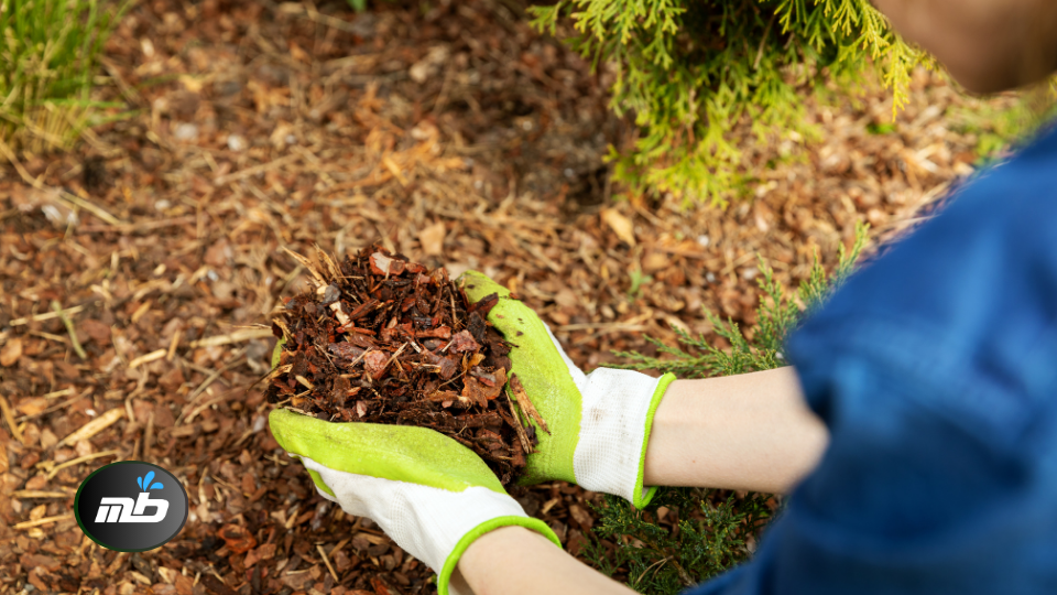 garden beds