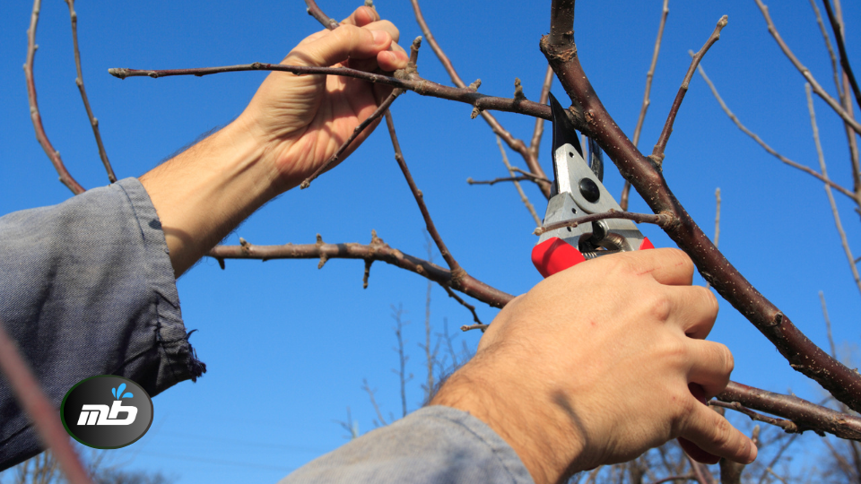 Prune Deciduous Trees and Shrubs
