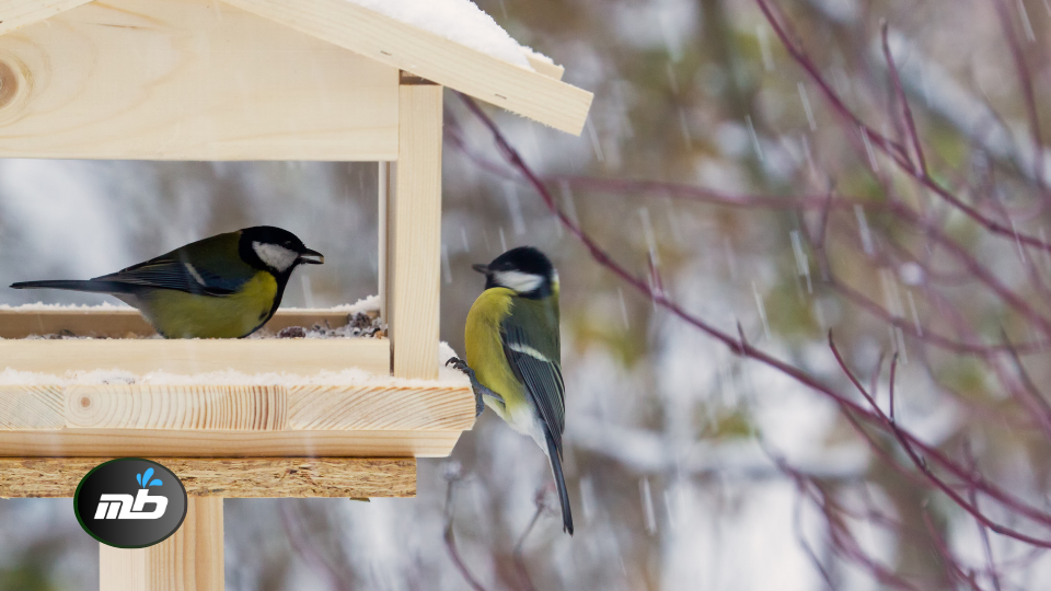 Feed the Birds