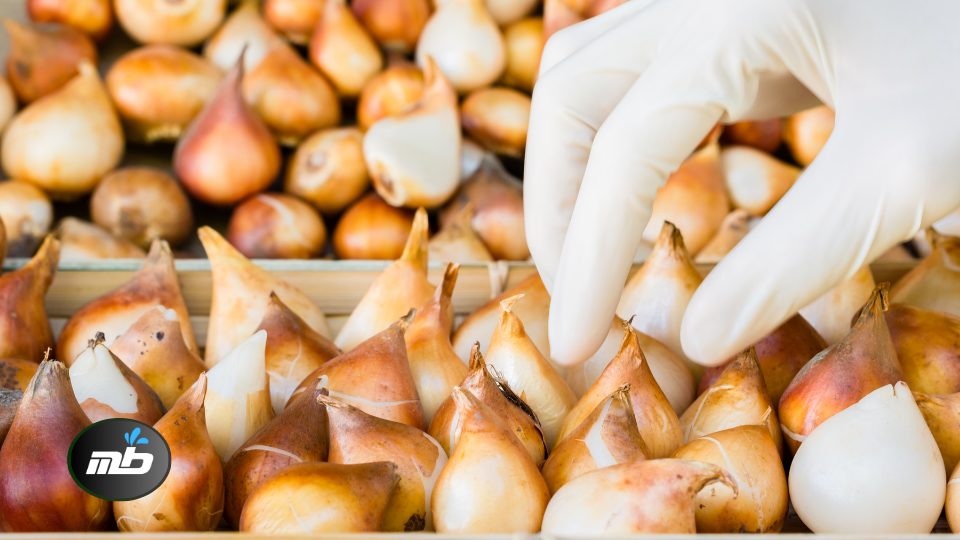 Inspect Stored Bulbs and Tubers