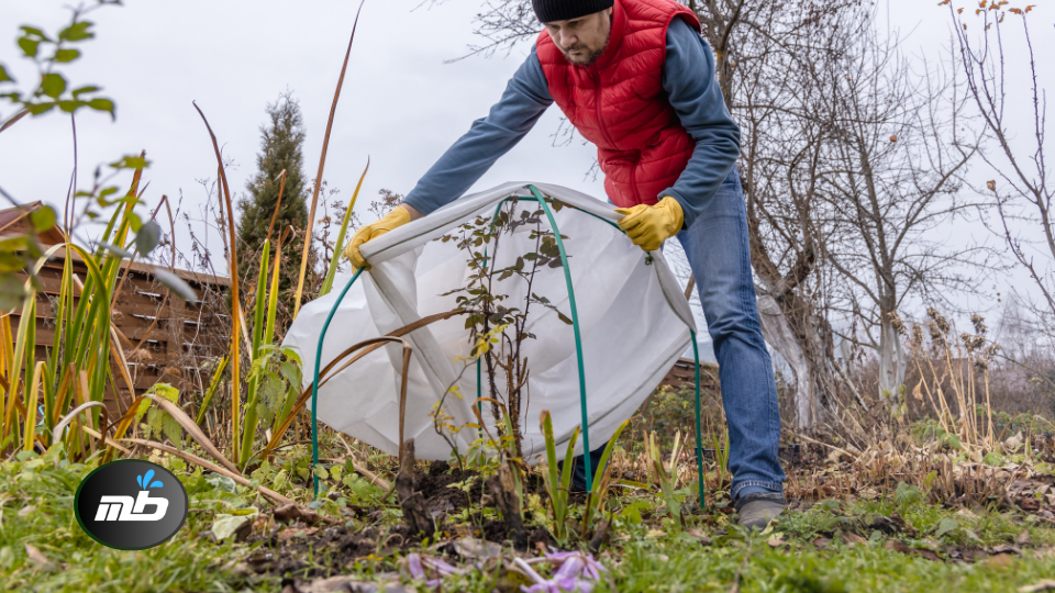 Protect Plants from Frost
