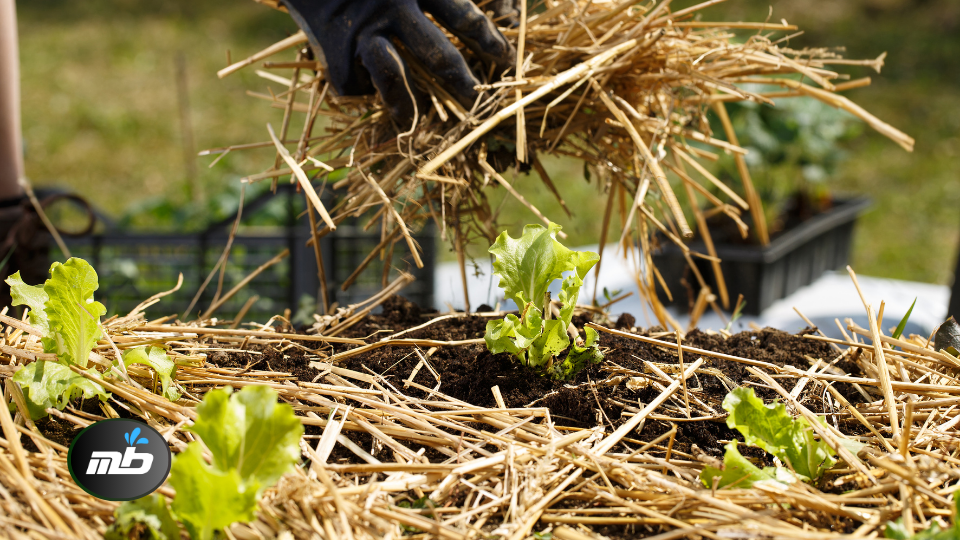 Mulch Garden Beds