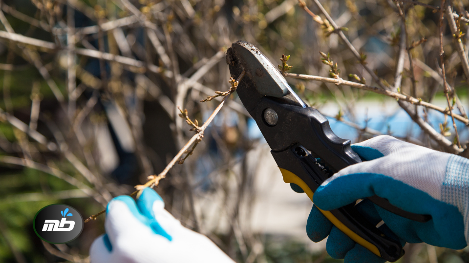 pruning tree