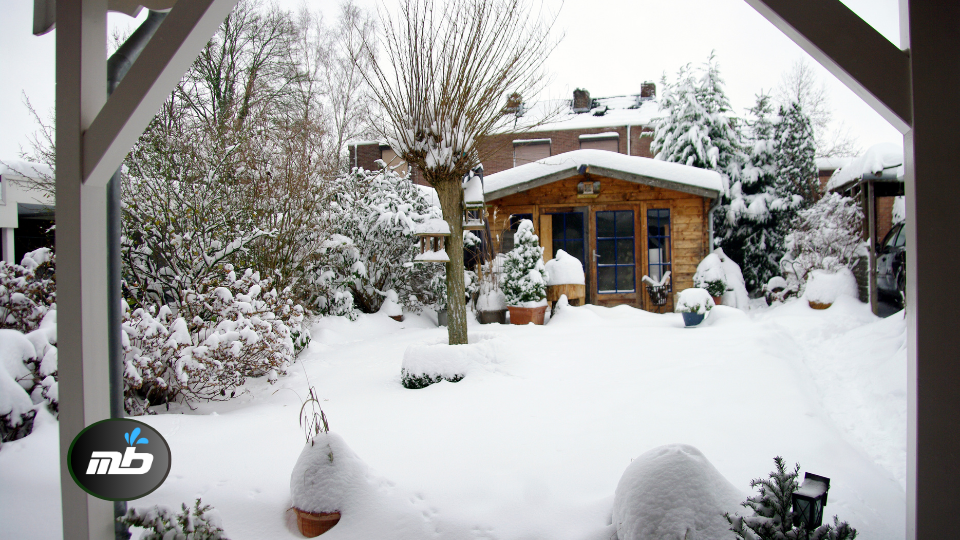 Prune Deciduous Trees and Shrubs