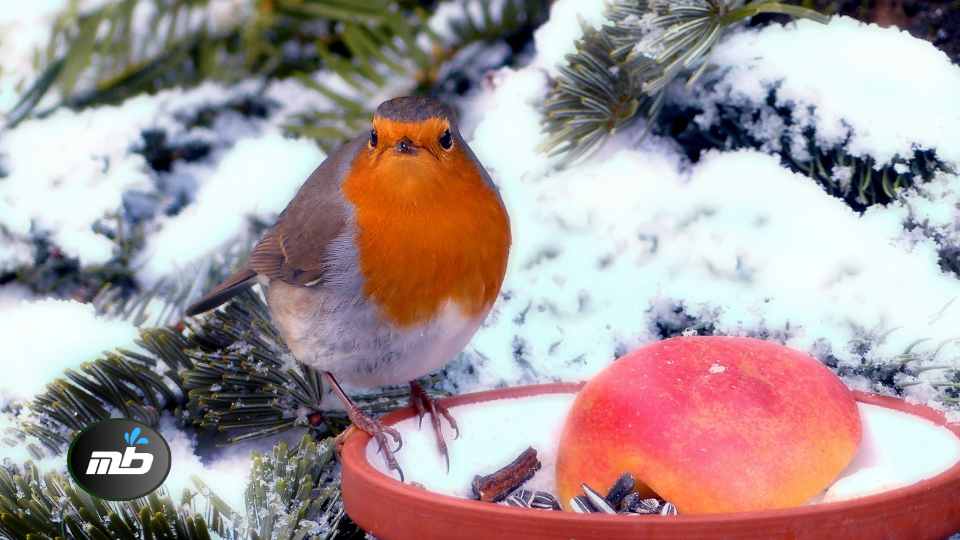 MONTHLY CHECKLIST FOR GARDENERS