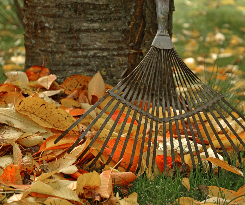 What to do with leaves in the garden in autumn?