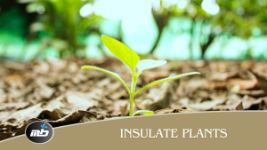 Insulate Plants