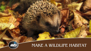 Make a Wildlife Habitat