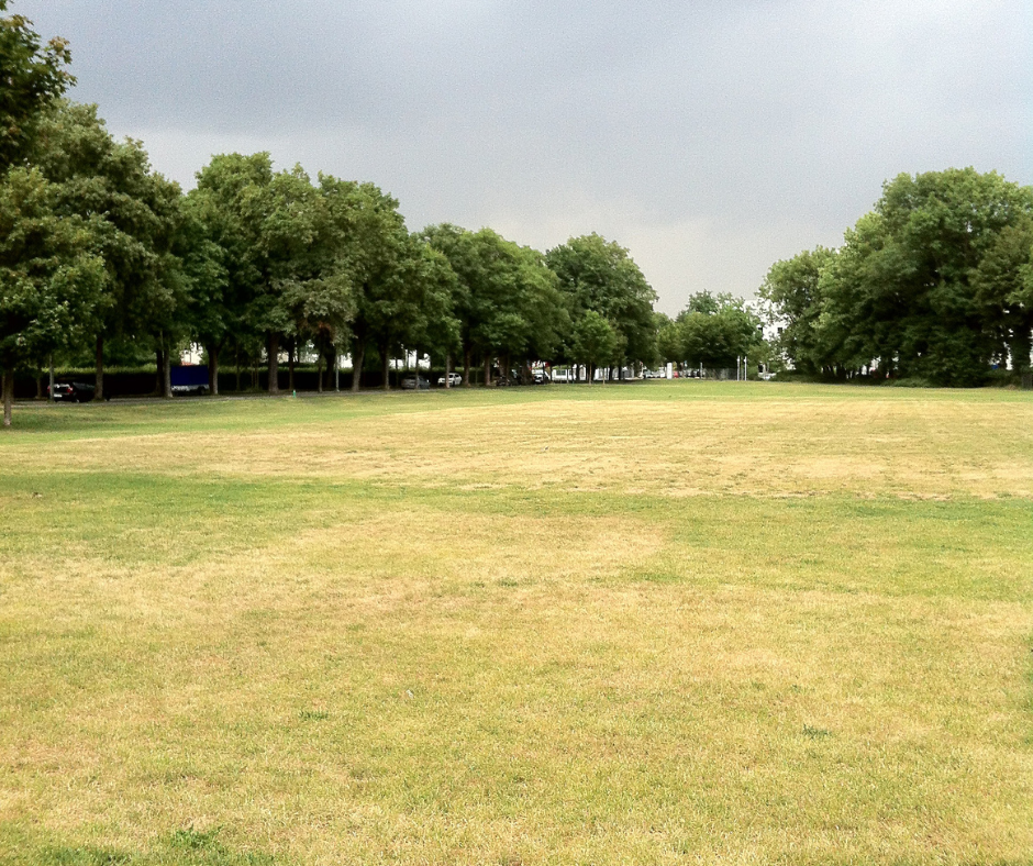 Lawn Care During Drought