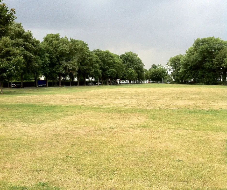 Lawn Care During Drought
