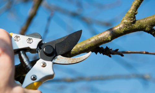 Harnessing Early Spring Pruning for Bushy Growth