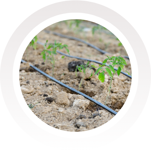 irrigation drip line