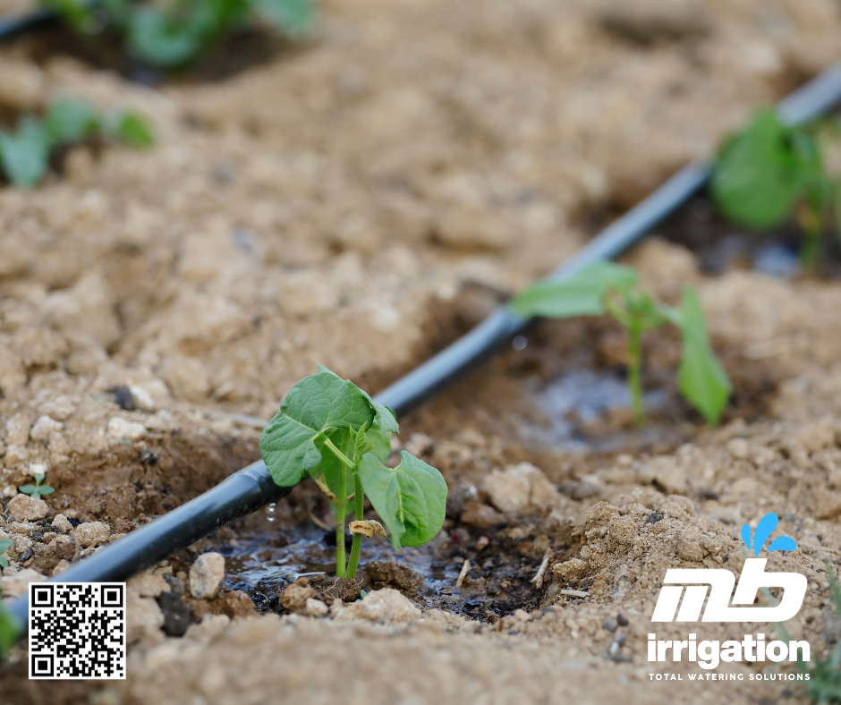 Drip irrigation – the best choice