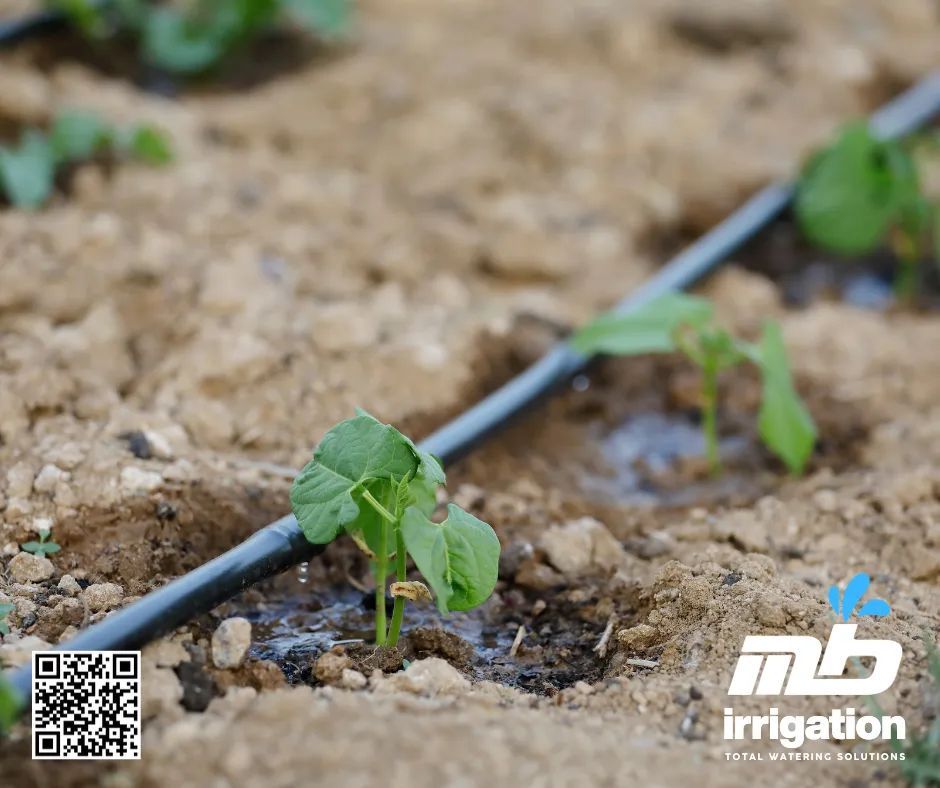 Drip irrigation – the best choice