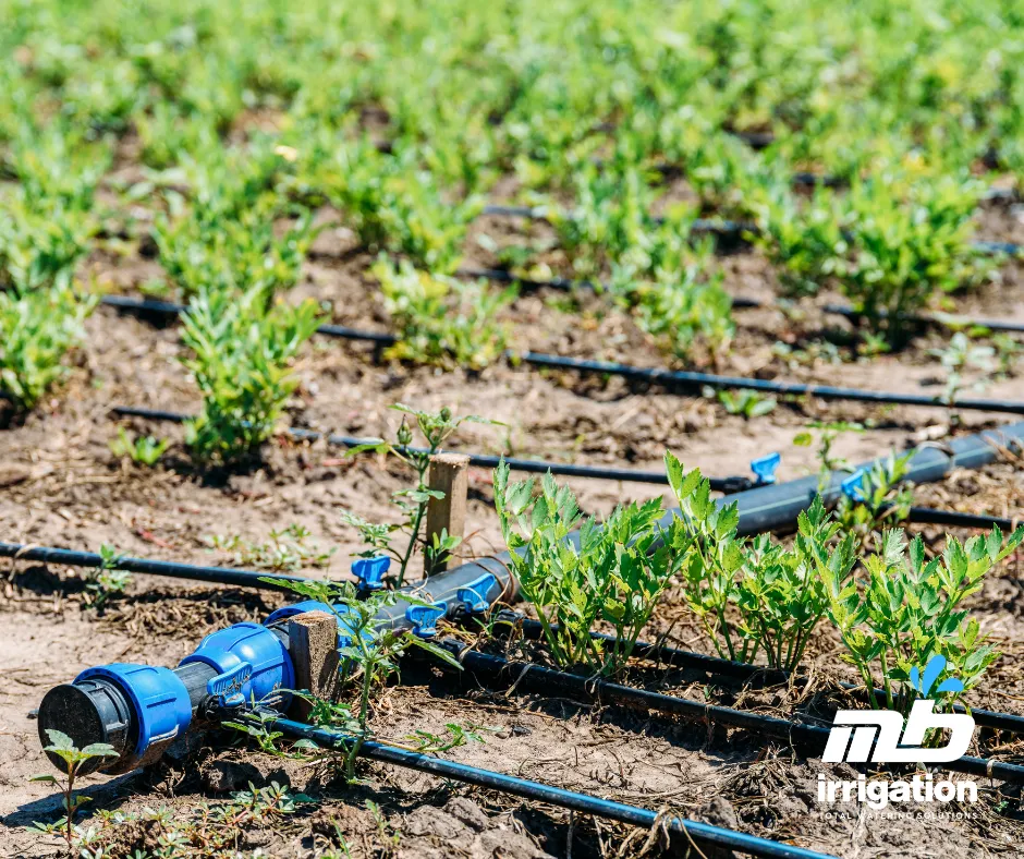 Methods of IRRIGATING VEGETABLES