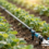 An automated drip irrigation layout watering commercial raised garden beds efficiently to reduce water cost.